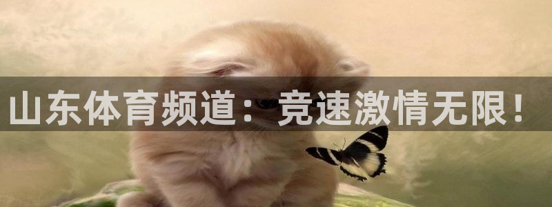 玩球直播app官方版下载：山东体育频道：竞速激情无限！
